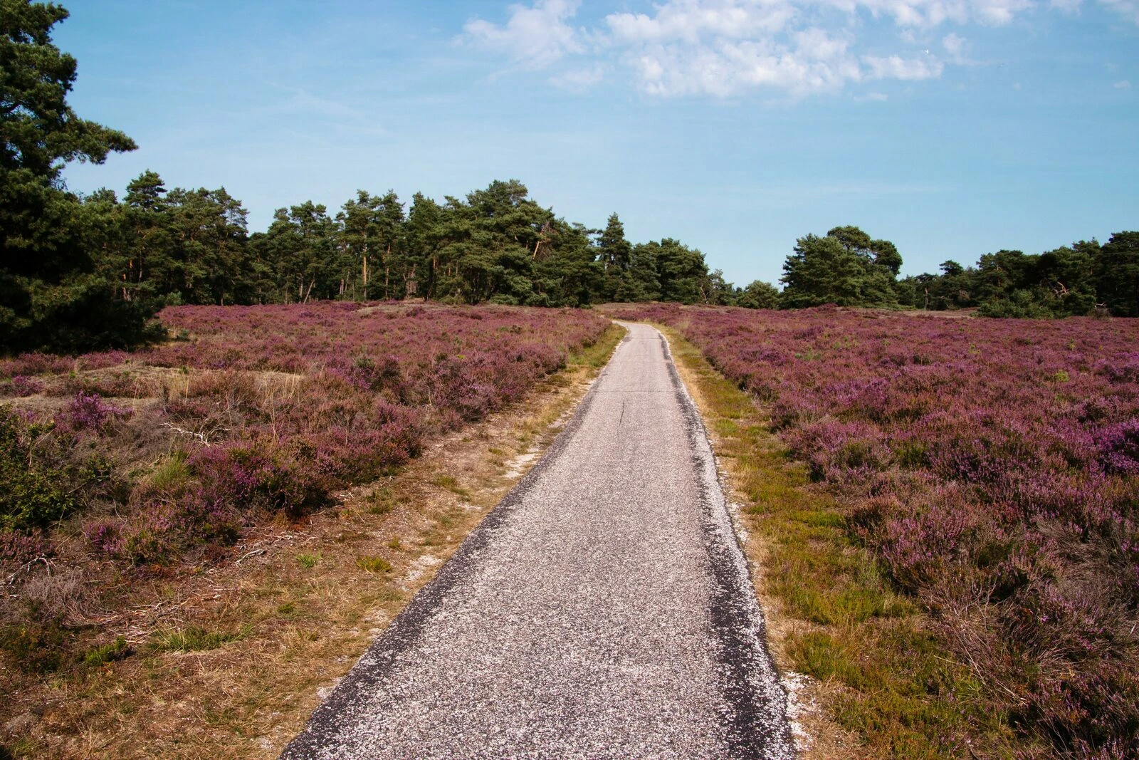 nederland-hei